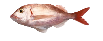 Red Porgy